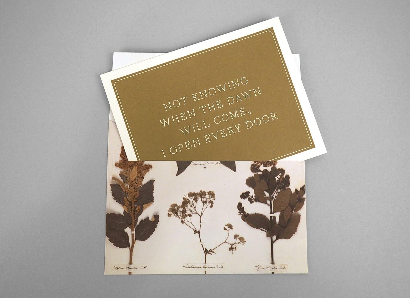Emily Dickinson Herbarium Notecards (set of 12)